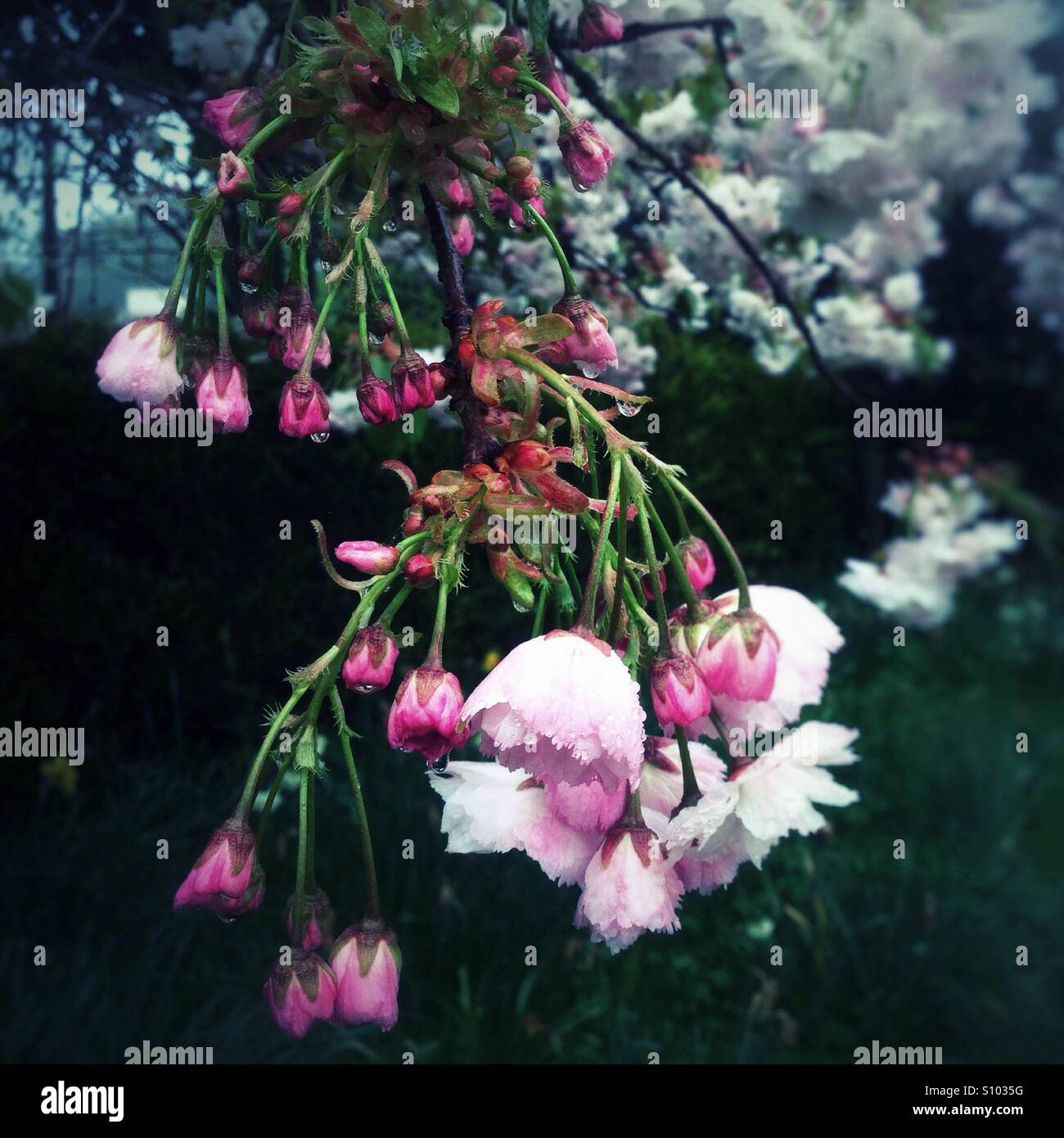 Cerisier en fleur avec des fleurs roses, Medstead, Hampshire, Angleterre, Royaume-Uni. - Image de stock capturée avec un smartphone