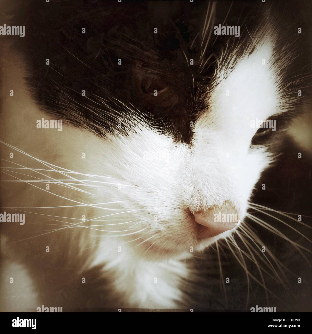 Les Moustaches Du Chat Photo Stock Alamy Les Moustaches Du Chat Photo Stock Alamy