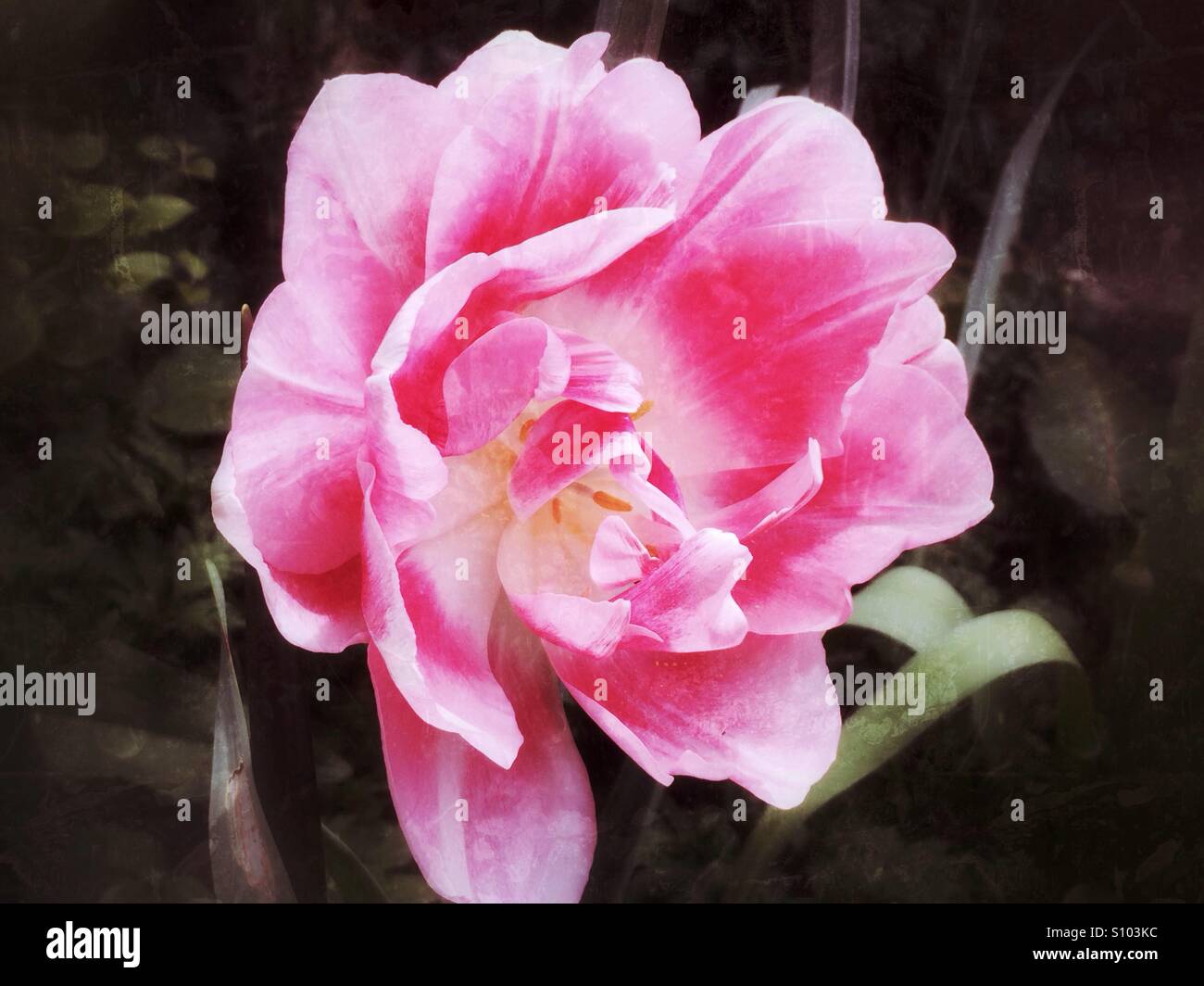 Fleur de tulipe rose Banque D'Images