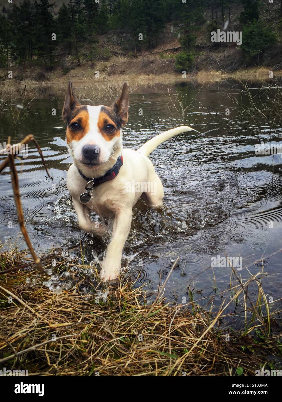 Chien marchant hors d'un petit lac avec de l'eau qui coule d'elle Banque D'Images