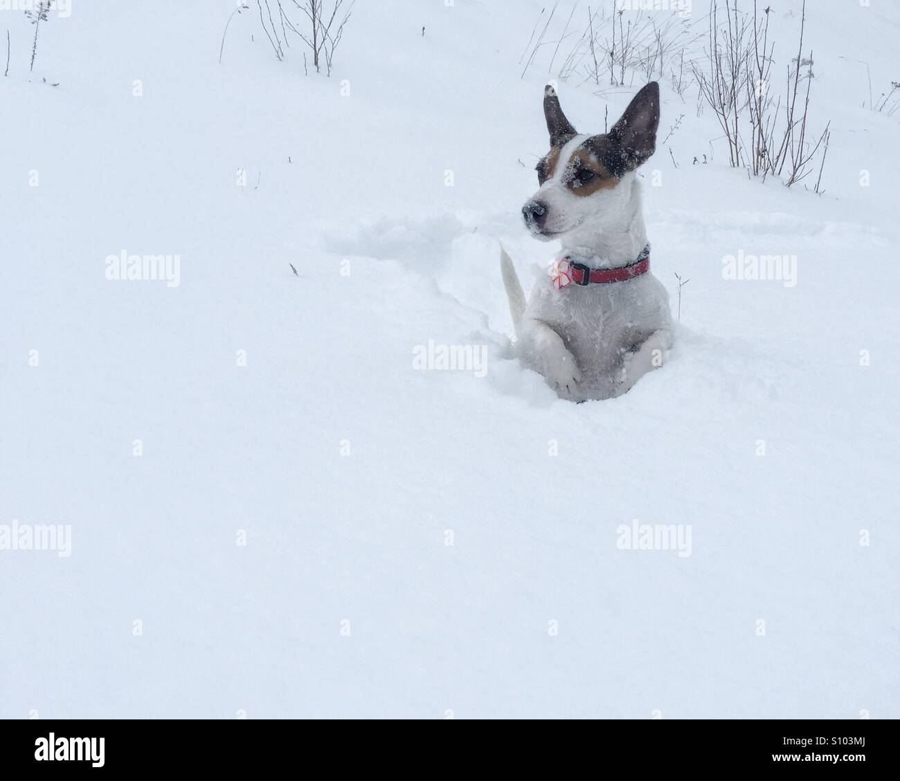 Petit chien debout sur ses pattes dans la neige à la recherche autour. - Image de stock capturée avec un smartphone