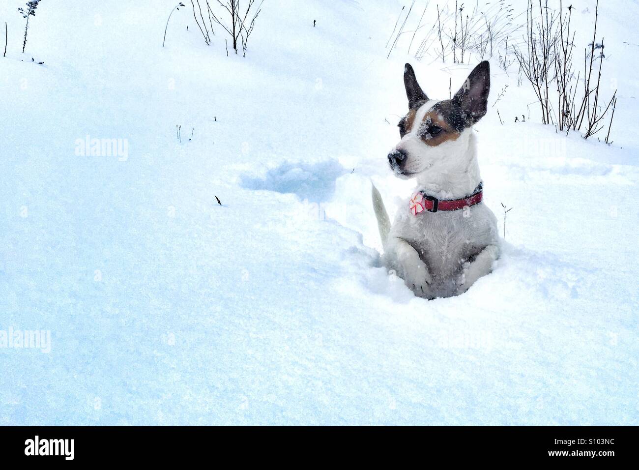 Chien ludique debout sur deux jambes dans la neige, regardant quelque chose au loin. - Image de stock capturée avec un smartphone