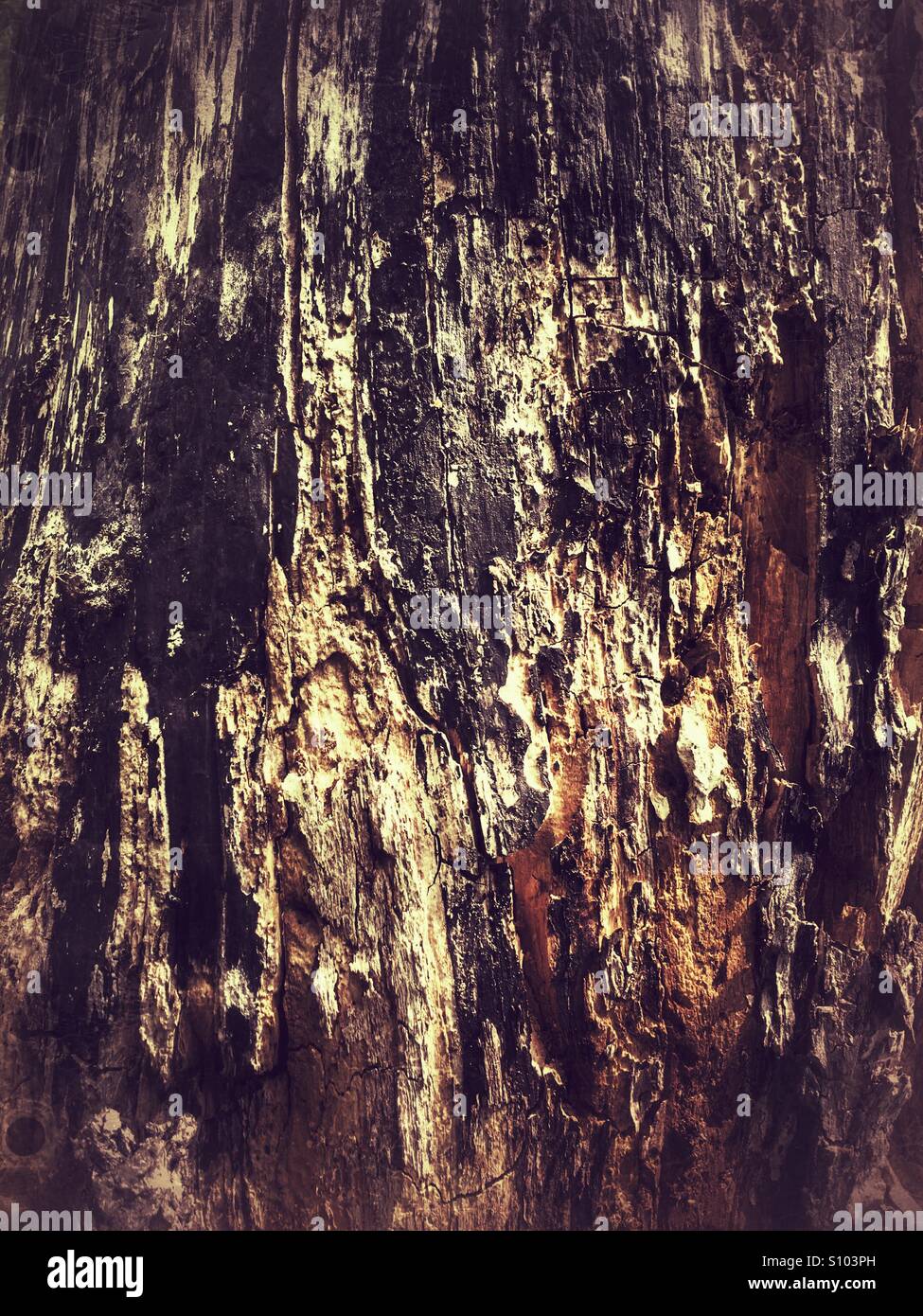 Modèle Abstrait de l'écorce des arbres - Image de stock capturée avec un smartphone