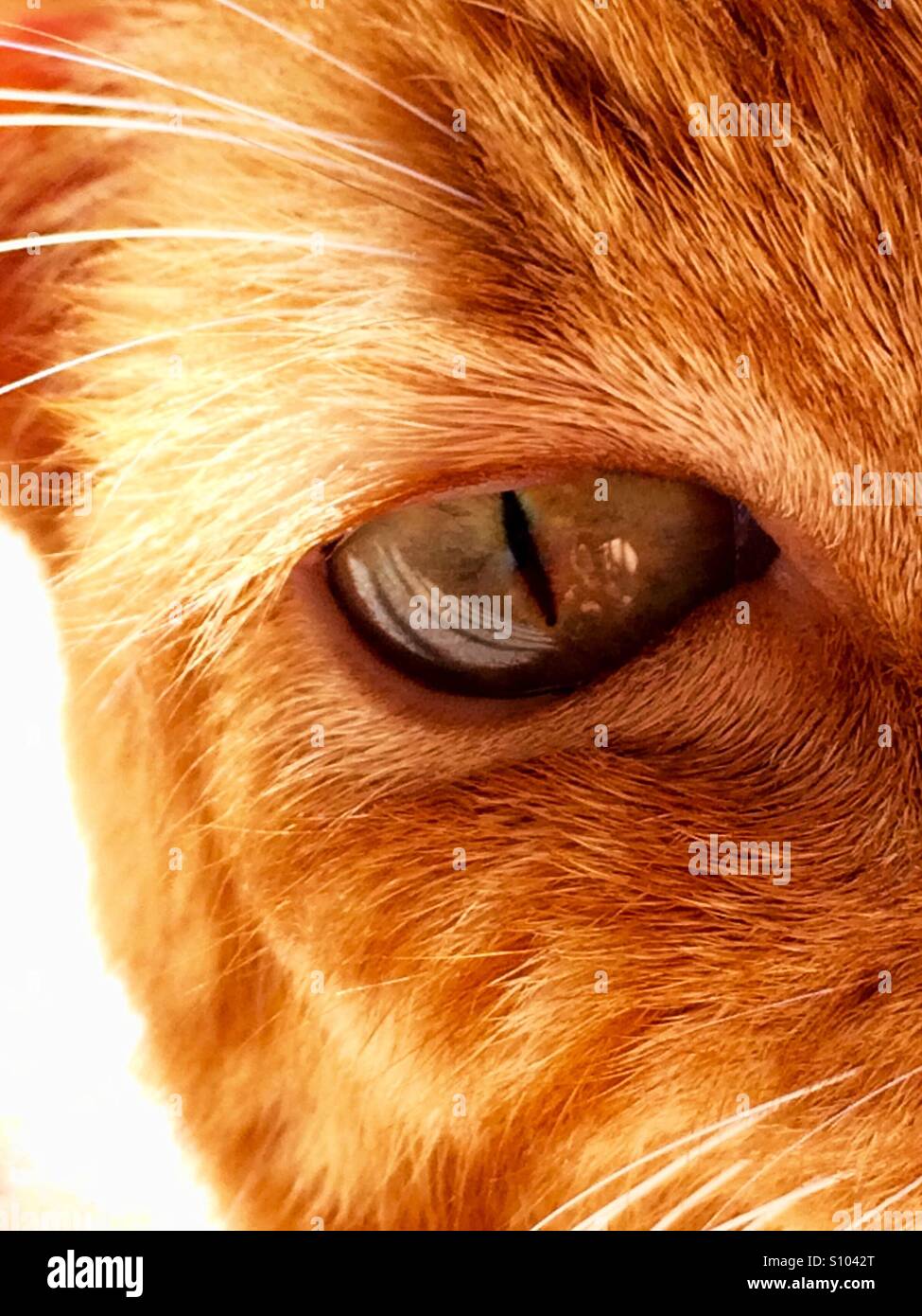 Visage d'orange avec des yeux vert Banque D'Images