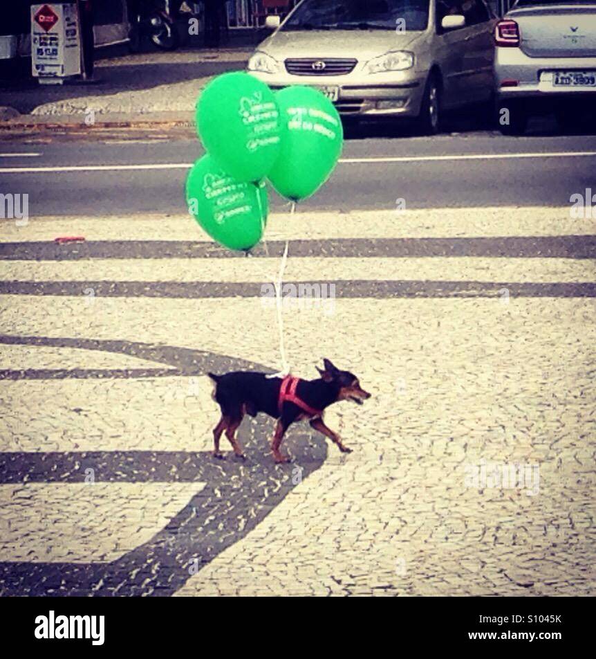 Lors de l'exécution par la plage de Copacabana, J'ai rencontré ce chien à voyager à travers le monde sur son ballon de l'air. Banque D'Images