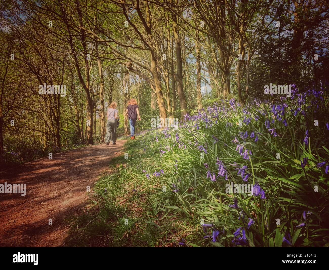 Mère et fille marcher dans Angkezarke au bois dans le Lancashire avec jacinthes en premier plan Banque D'Images