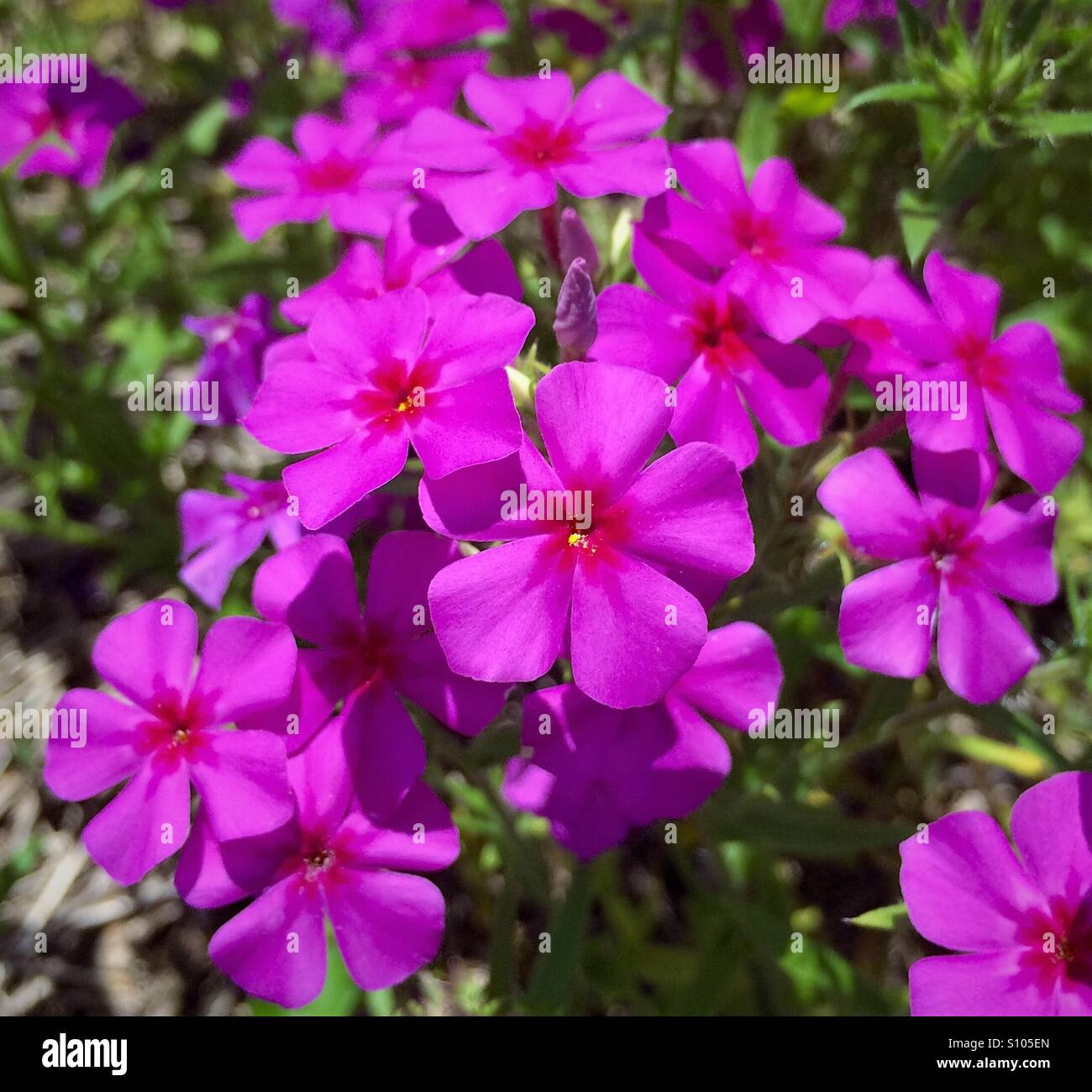 Phlox rose en fleur, Phlox drummondii - Image de stock capturée avec un smartphone