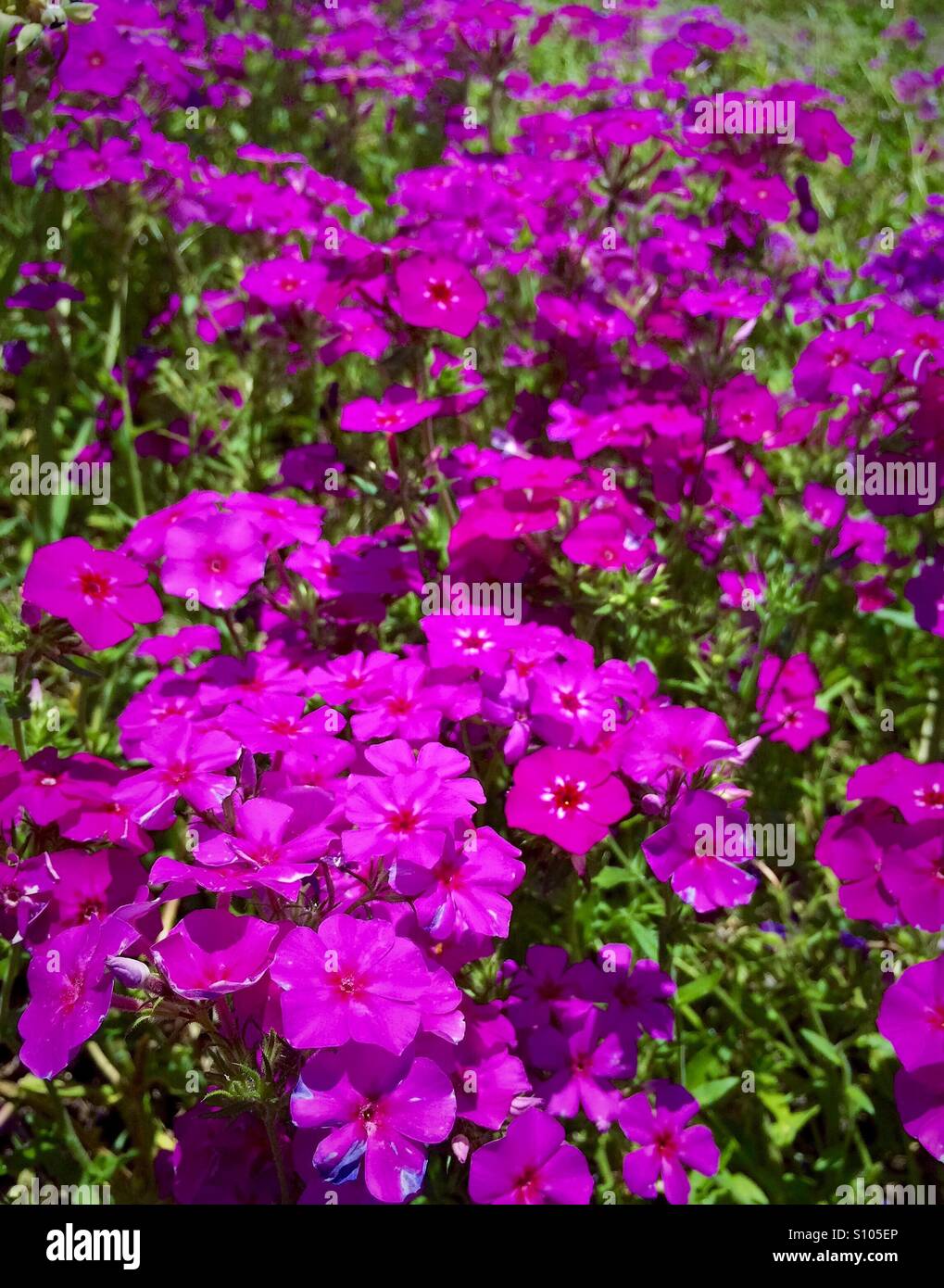 Phlox rose qui fleurit dans un champ vert, Phlox drummondii - Image de stock capturée avec un smartphone