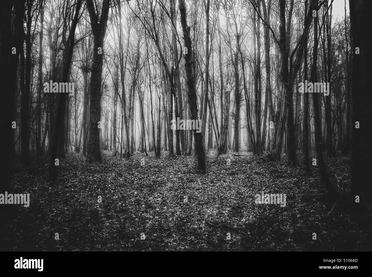 Photo en noir et blanc de Mametz Wood, France. Où les Gallois se sont battus dans la guerre mondiale 1 Banque D'Images