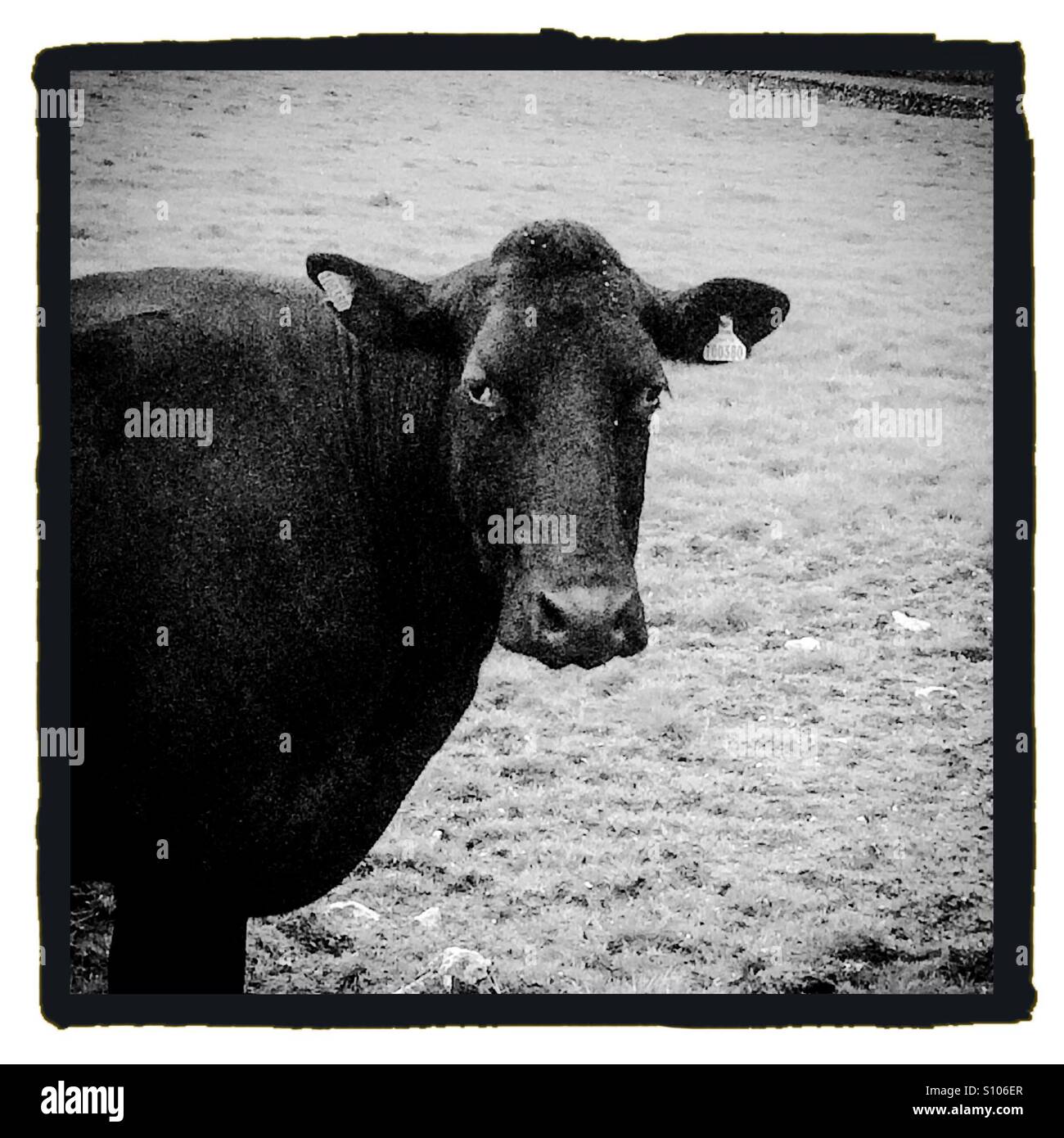 Photographie en noir et blanc d'une vache à la ferme - Image de stock capturée avec un smartphone