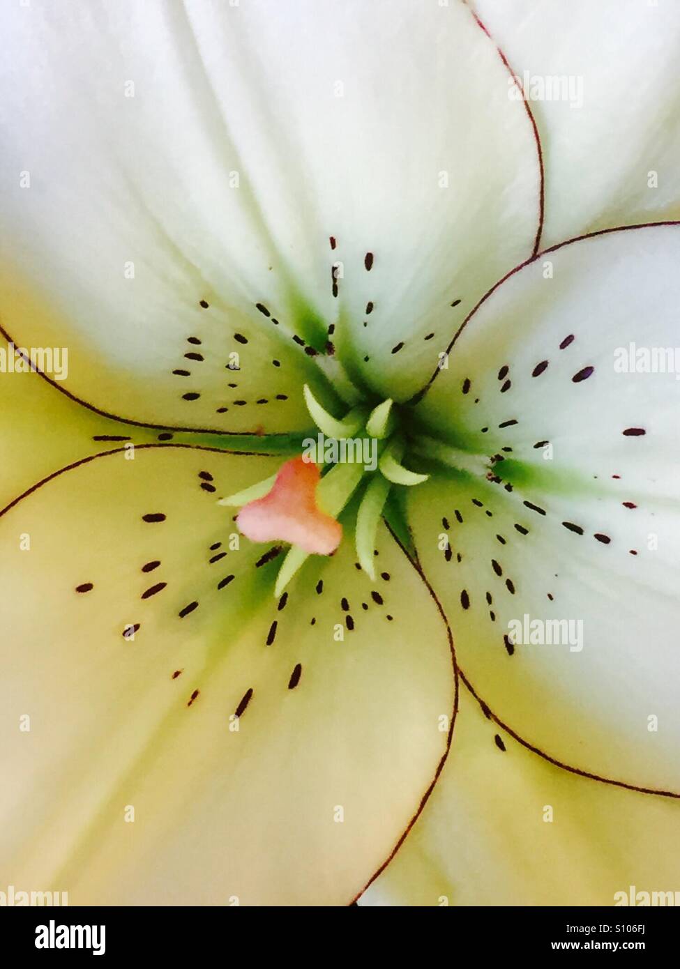 Lilly flower close up d'étamines dont un centre rose et pétales mouchetée Banque D'Images
