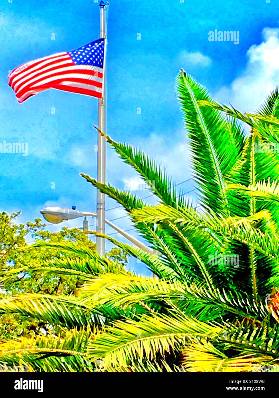 Drapeau américain parmi les palmiers Banque D'Images