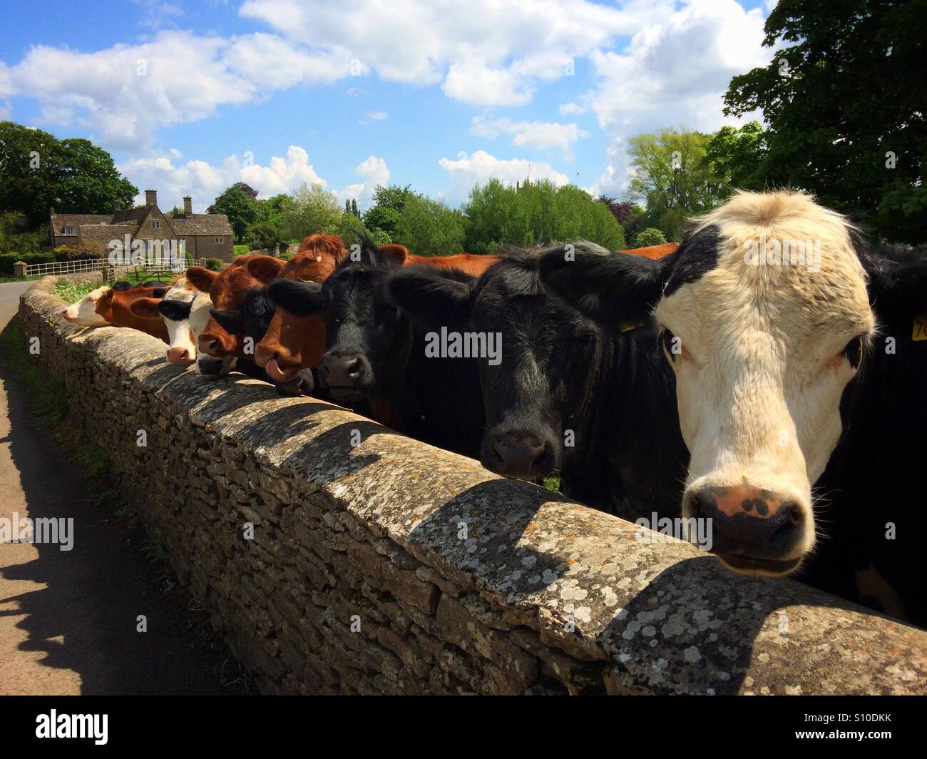 Vaches dans une rangée - Image de stock capturée avec un smartphone