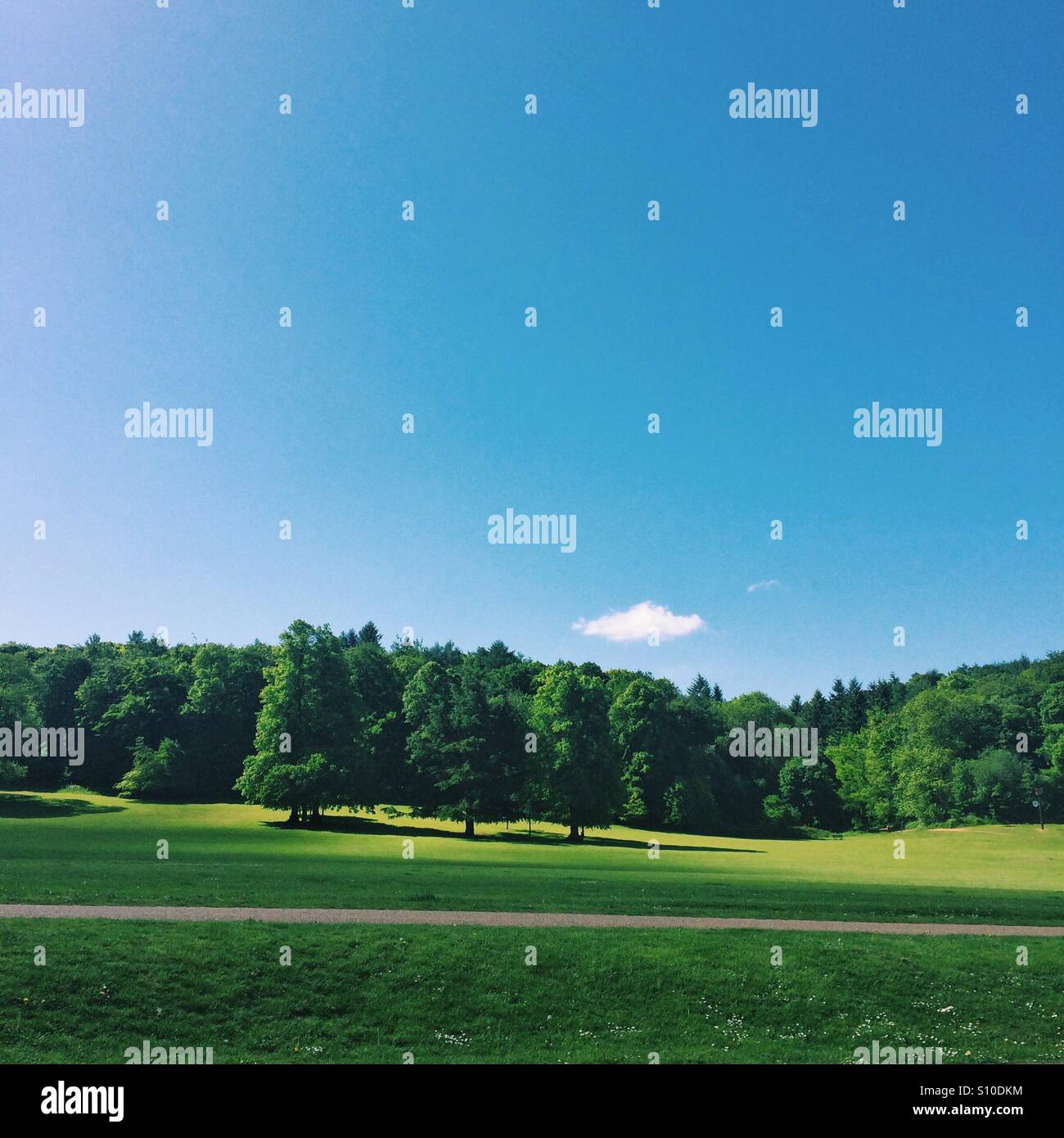 Ciel bleu paysage avec de la pelouse et des arbres - Image de stock capturée avec un smartphone