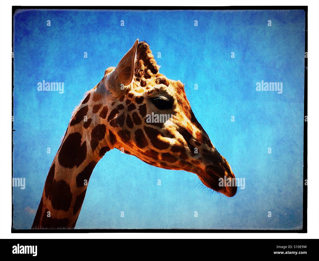 Tête de girafe sur fond bleu profile Banque D'Images