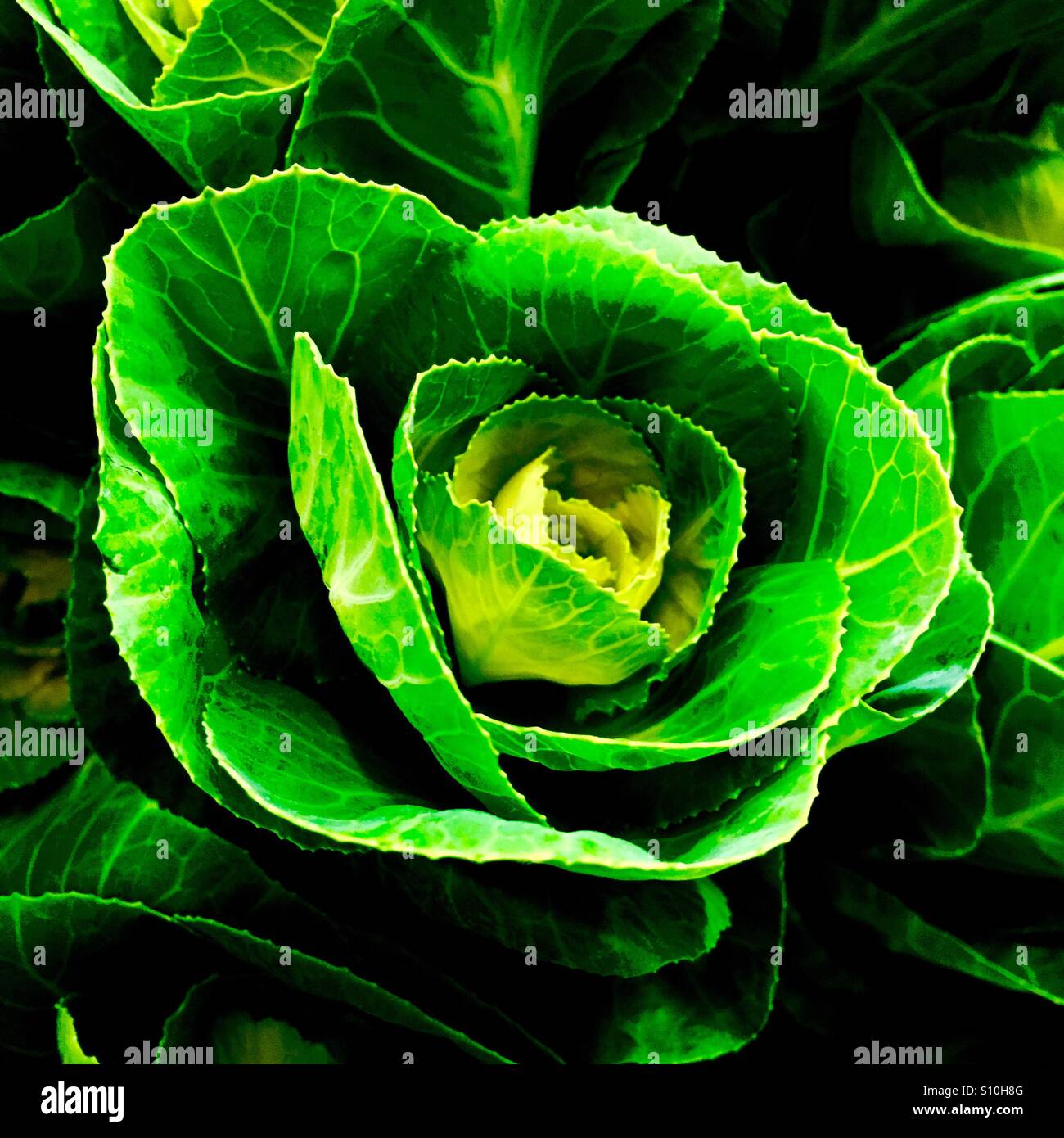 Fleur de chou frisé - Image de stock capturée avec un smartphone