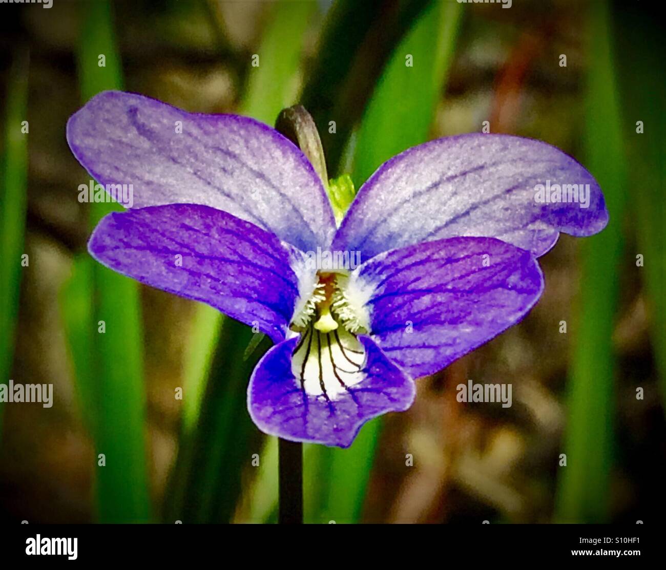 Pourpre Violet flower macro-vision floue avec fond vert, Viola sororia Banque D'Images