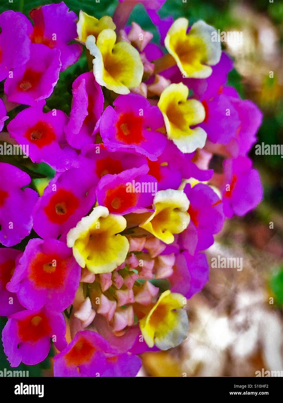 Angle de vue macro du côté de la rose rouge et jaune fleurs d'un plante, Lantana camara Lantana - Image de stock capturée avec un smartphone