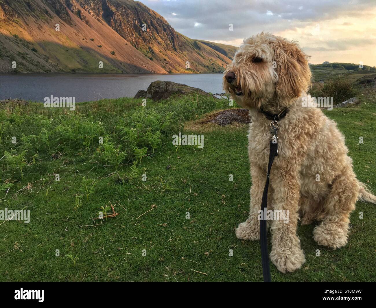 Alfie mon chien qui est un Golden doodle dans le district du lac à l'eau es pour le coucher du soleil. Banque D'Images