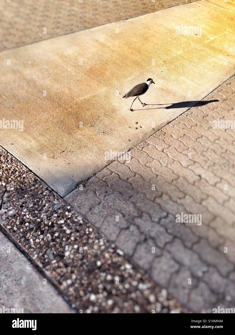 Plower, également connu sous le vanneau masqué, marcher sur le trottoir à Darwin, en Australie. - Image de stock capturée avec un smartphone