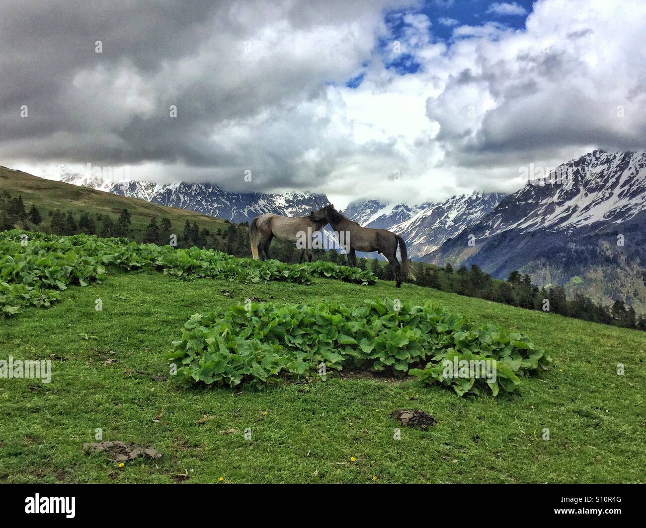 Amour des chevaux Banque D'Images