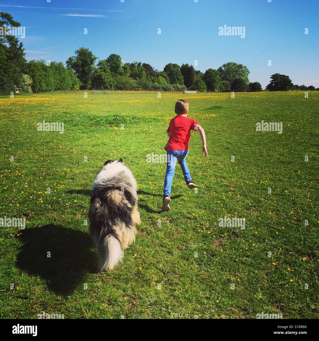 Garçon et chien qui court à travers un champ rempli de renoncule sur une journée ensoleillée. Banque D'Images
