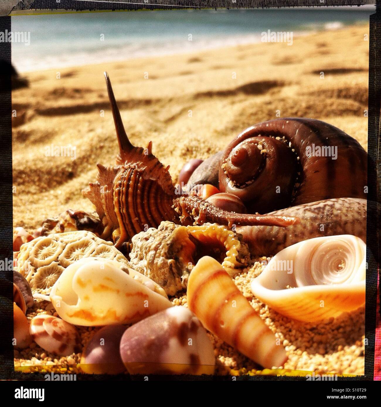 Les coquillages sur la plage à Pagudpud, Ilocos Norte, Philippines Banque D'Images