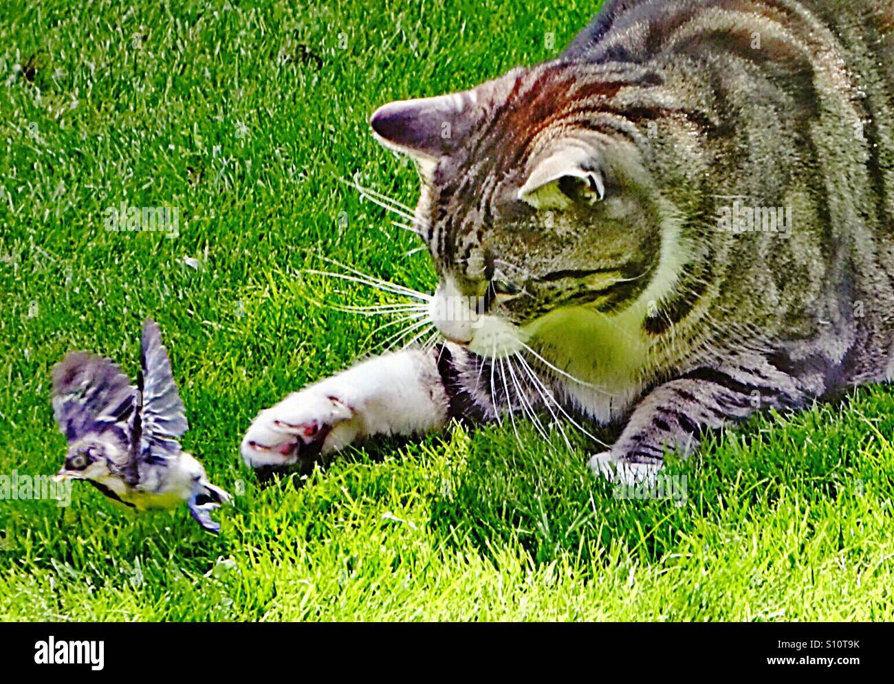 ...Babybird est s'envoler et encore en vie... - Image de stock capturée avec un smartphone