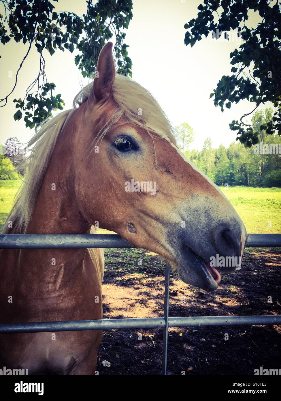 Un cheval Palomino en attente d'attention - Image de stock capturée avec un smartphone