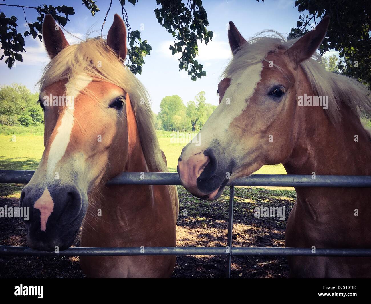 Une paire de chevaux Palomino - Image de stock capturée avec un smartphone
