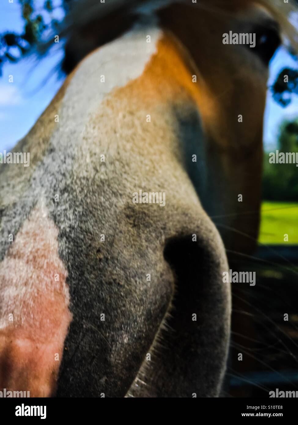 Un gros plan d'un cheval Palomino - Image de stock capturée avec un smartphone