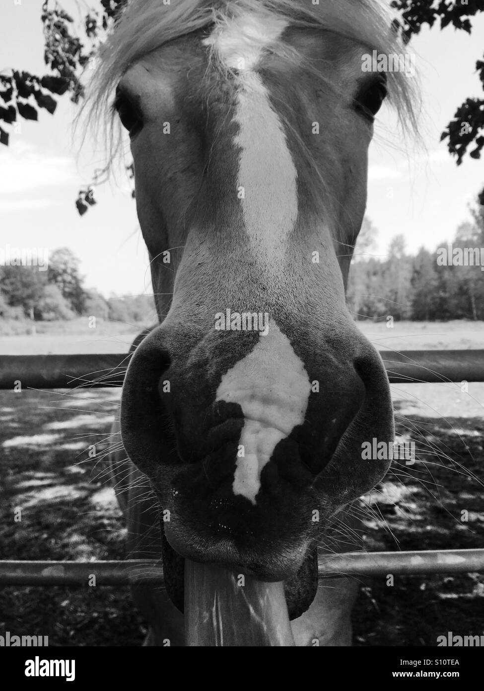 Un gros plan d'un cheval palomino en noir et blanc Banque D'Images