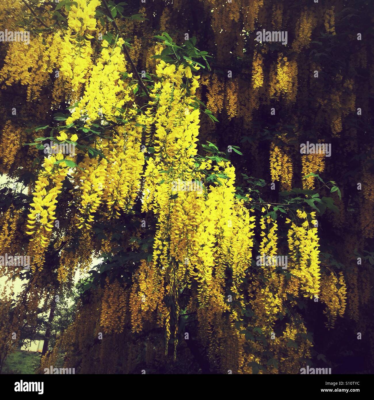 Arbre Laburnum jaunes savent également comme une chaîne d'or arbre. Hampshire, Angleterre, Royaume-Uni. - Image de stock capturée avec un smartphone