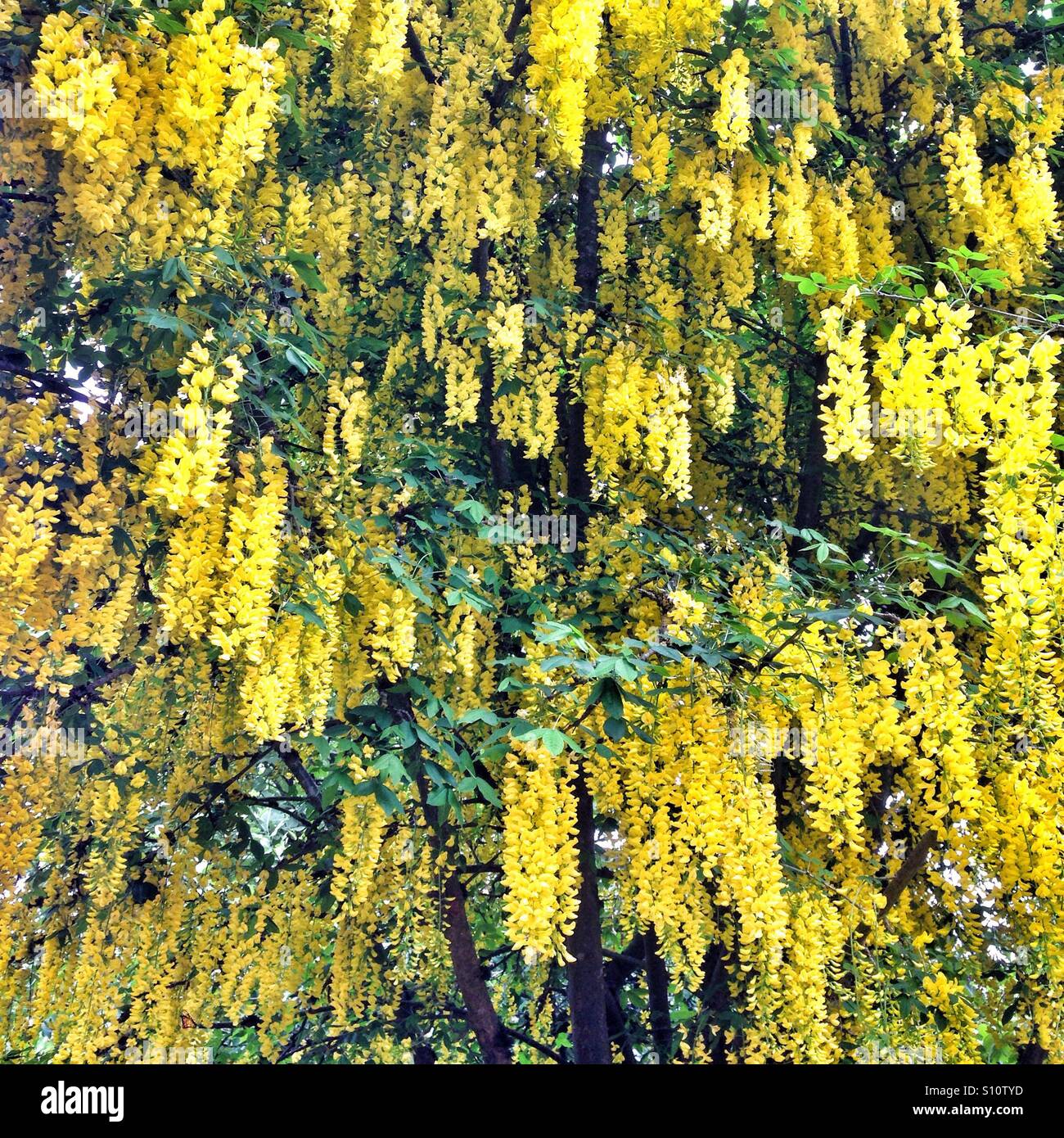 Arbre Laburnum jaunes savent également comme une chaîne d'or arbre. Hampshire, Angleterre, Royaume-Uni. - Image de stock capturée avec un smartphone