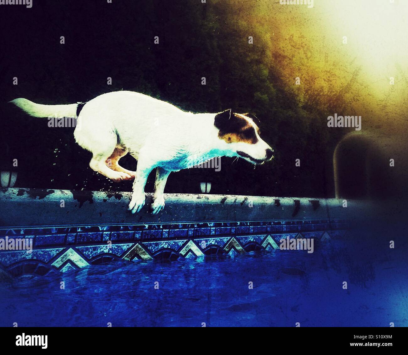 Chien en action. Chien mouillé sur le point de sauter dans une piscine sur une journée ensoleillée. - Image de stock capturée avec un smartphone