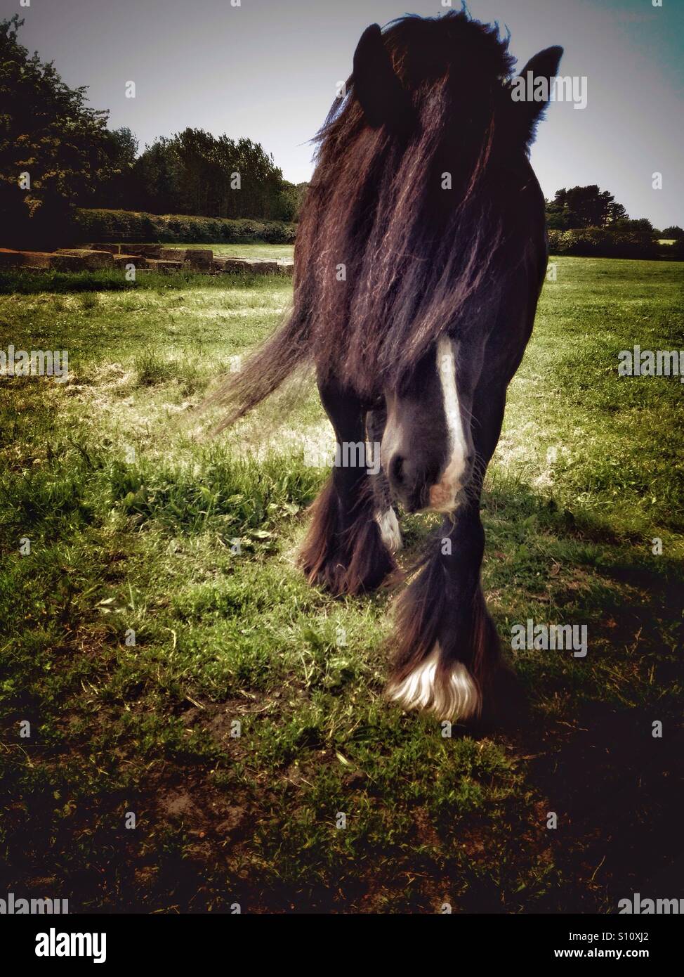 Cheval aux cheveux longs dans la zone Banque D'Images