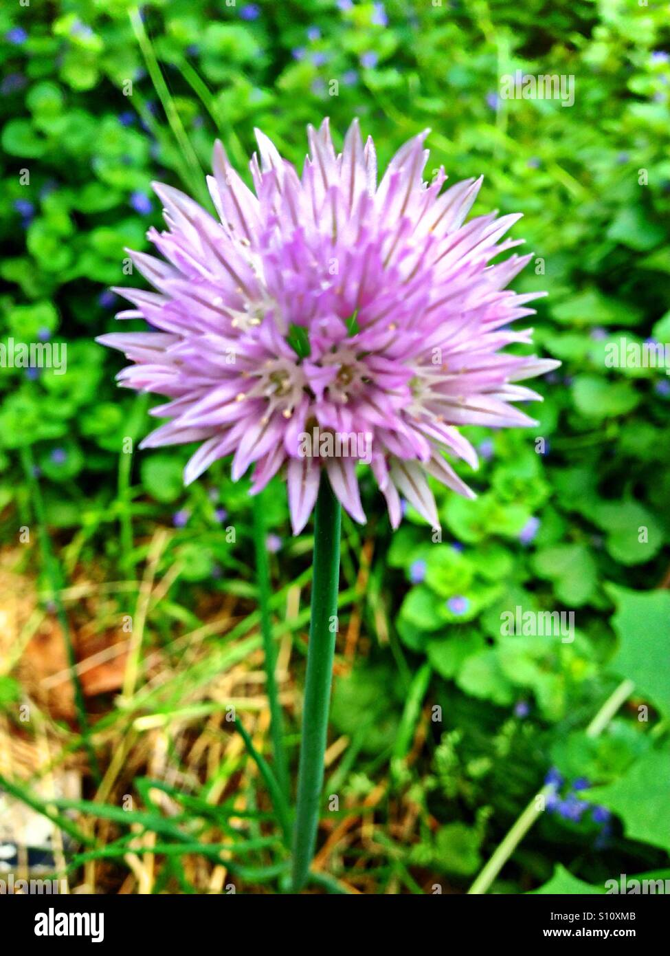 Fleur de ciboulette mauve. Banque D'Images