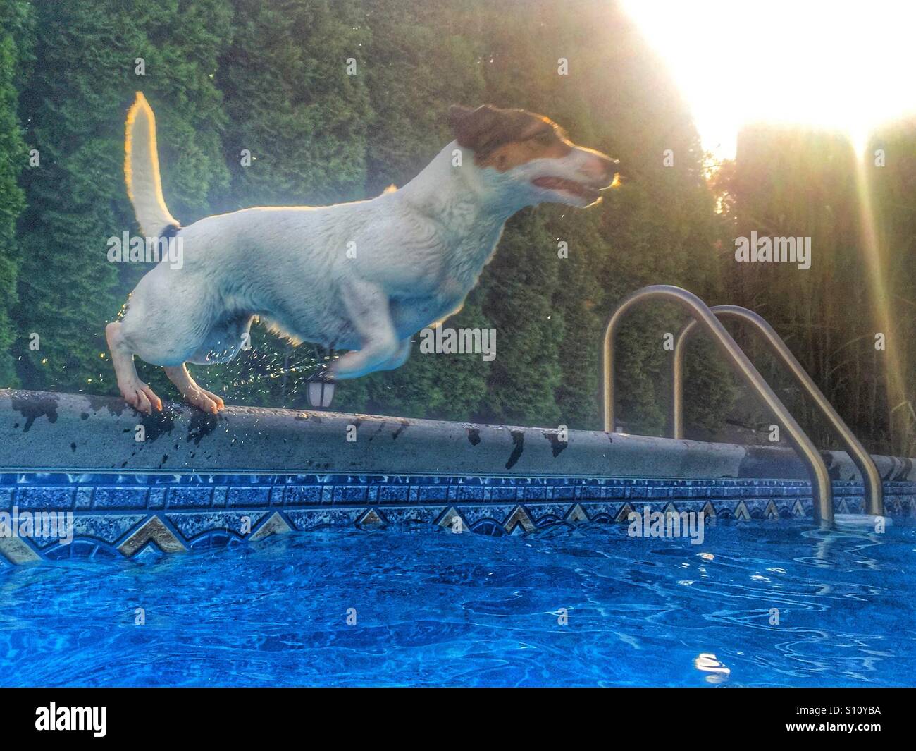 Vue en angle bas d'un chien mouillé en mouvement sautant dans une piscine par une chaude fin d'après-midi Banque D'Images