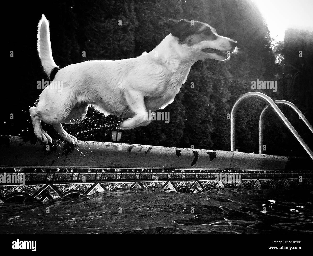 Chien mouillé en poussant sur le bord d'une piscine sur le point de sauter dans l'eau. En noir et blanc. - Image de stock capturée avec un smartphone