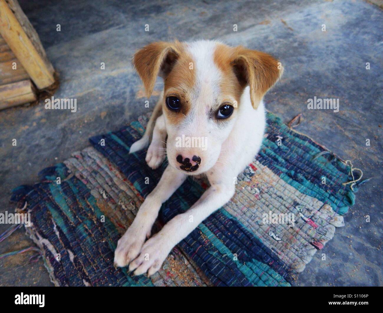Chiot mignon allongé sur le tapis Banque D'Images