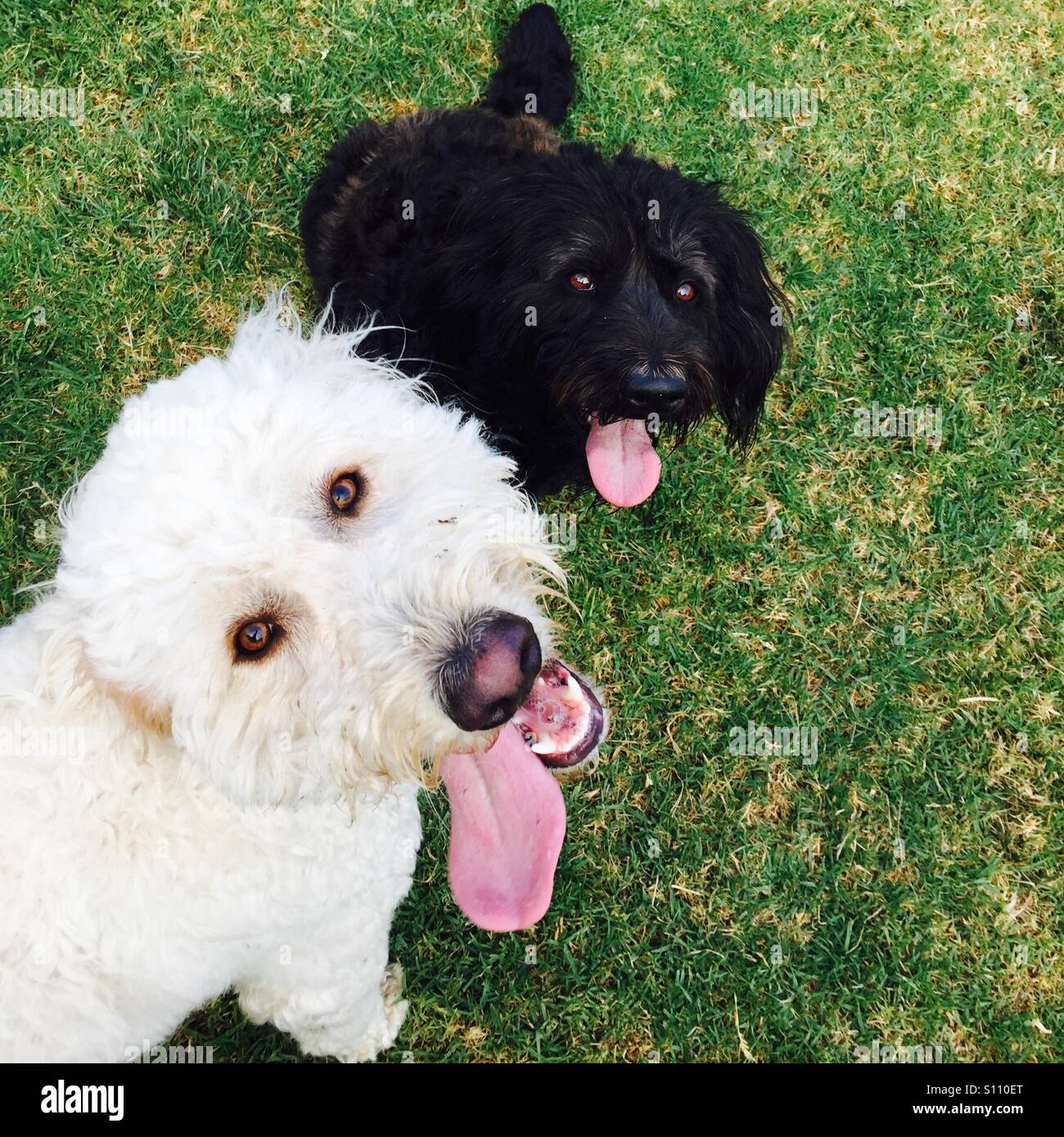 Deux heureux labradoodle chiens assis dans l'herbe. - Image de stock capturée avec un smartphone