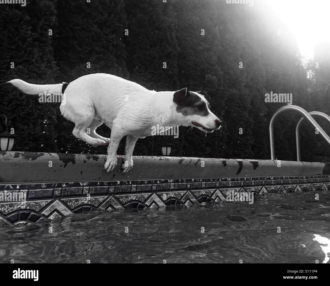Photo Daction De Chien Mouillé De Sauter Dans La Piscine En Noir