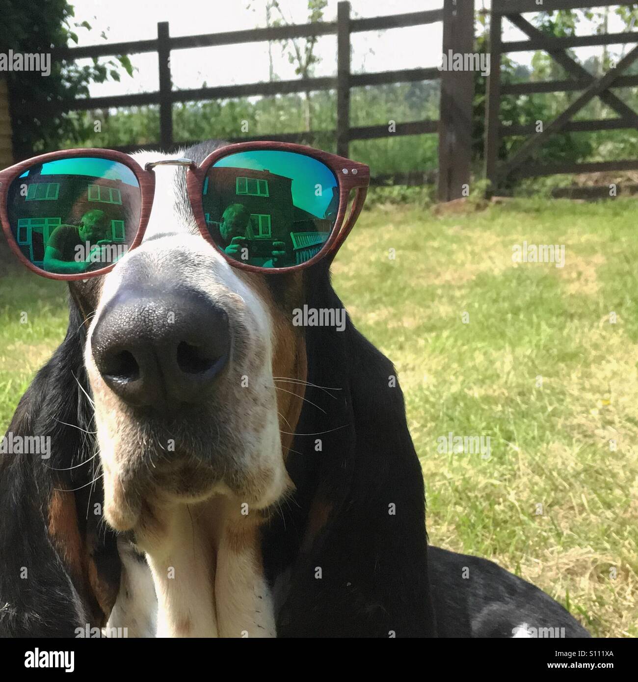 Close up d'un Basset Hound Dog assis dans un jardin portant des lunettes de soleil Banque D'Images