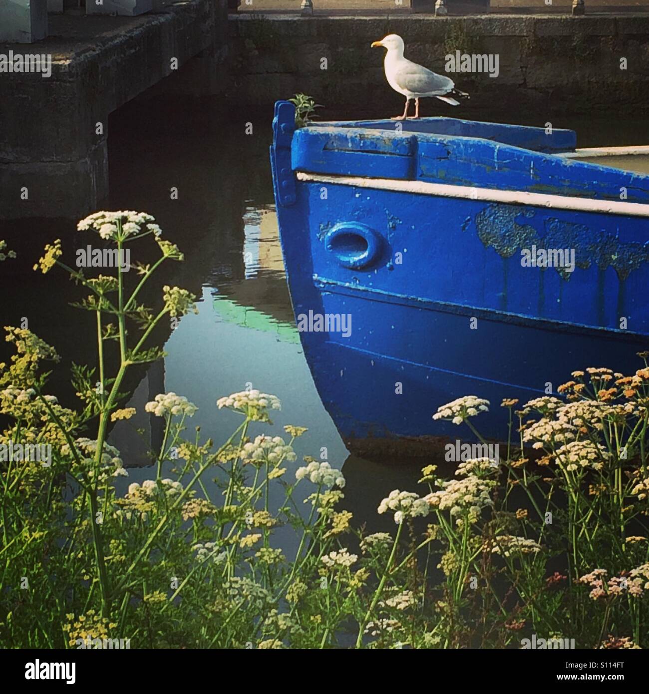 Le 'Château' Compton un vieux bateau à aubes maintenant utilisé comme un café à Lemon Quay, Truro, Cornwall et de perchoir à mouettes Banque D'Images