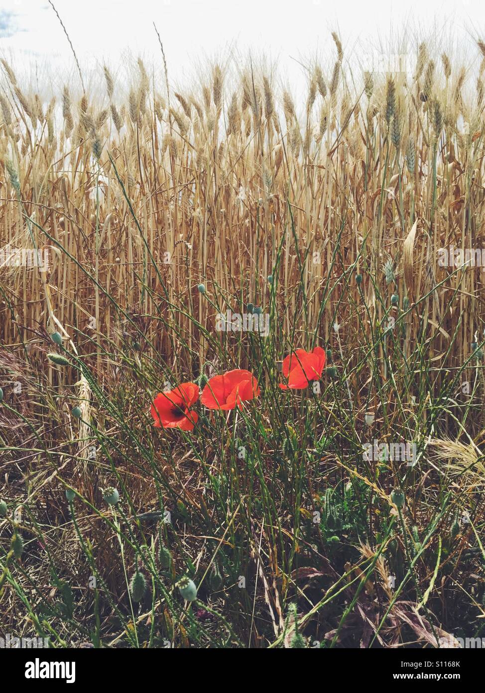 Des coquelicots sauvages dans un champ de blé, près d'Uzès dans le Gard, région du Languedoc Roussillon, France Banque D'Images
