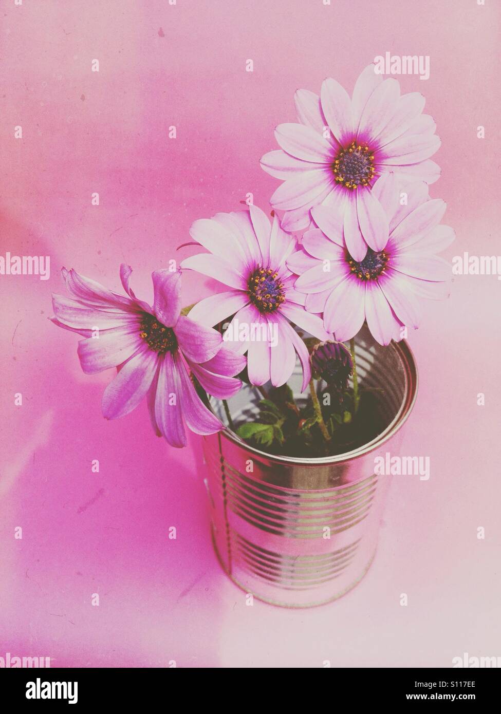 Fleurs Daisy avec un filtre appliqué Banque D'Images