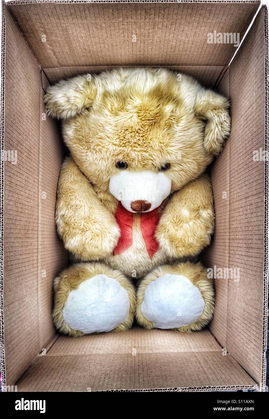 Grand jouet ours coincé dans une boîte de déménagement Banque D'Images