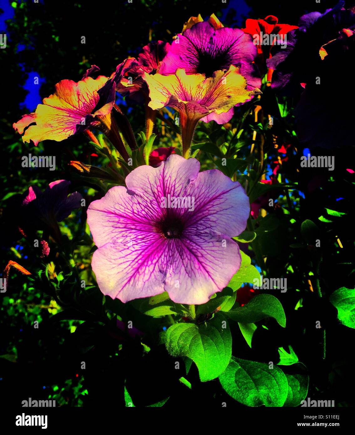Petunia Flower Garden - Image de stock capturée avec un smartphone