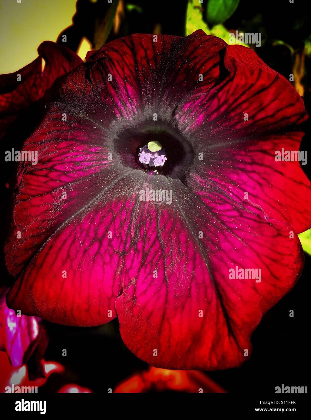 Petunia Flower Garden - Image de stock capturée avec un smartphone