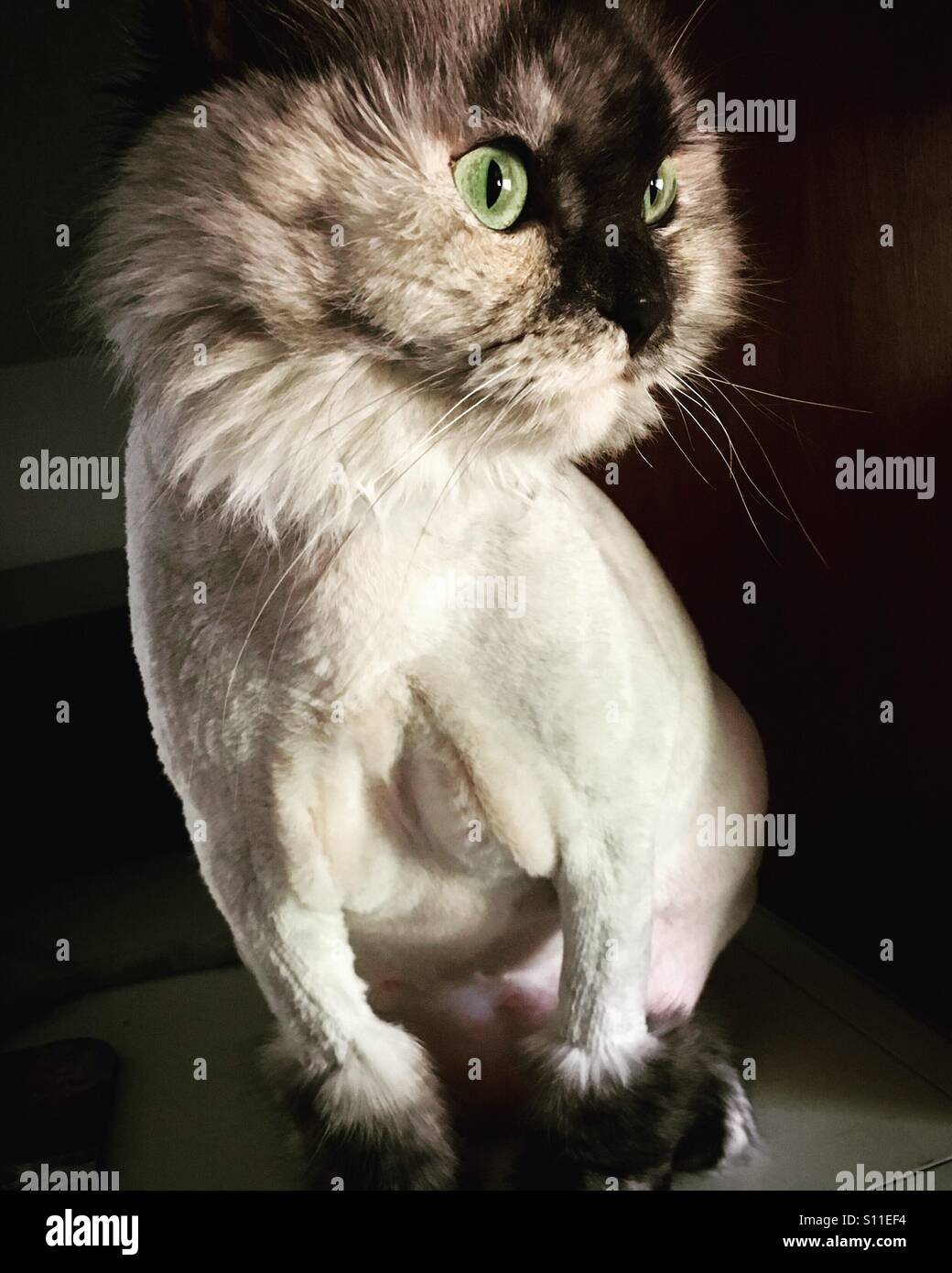 Layla S Summer Coupe Le Lion Se Raser Photo Stock Alamy